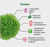 Набор для выращивания микрозелени.  БАЗИЛИК