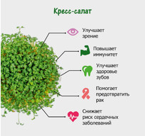 Набор для выращивания микрозелени.  КРЕСС-САЛАТ